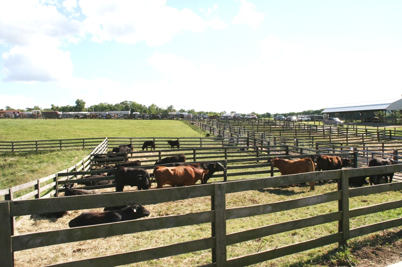 Circle L Ranch - Burbank Ohio - Buckeye Beef - The Galaxy Restaurant